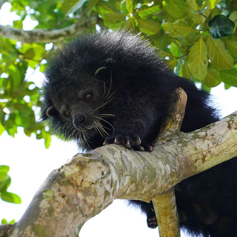 Binturong
