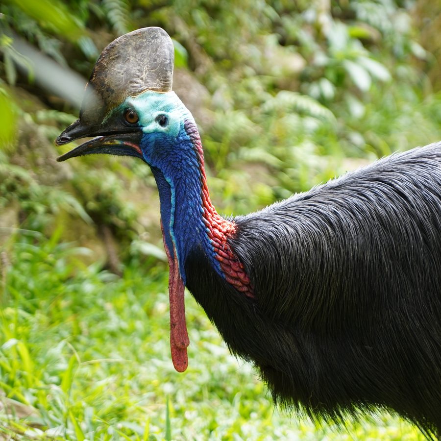 Cassowary