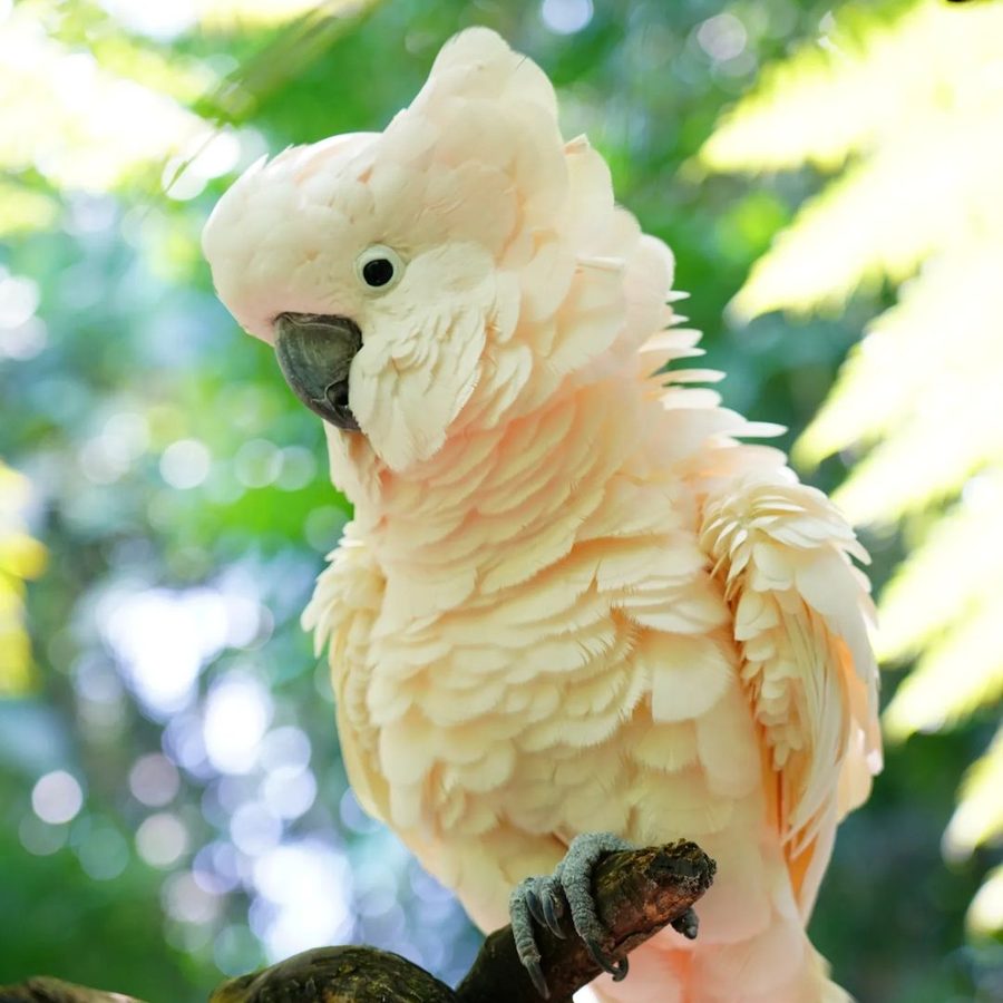 Cockatoos