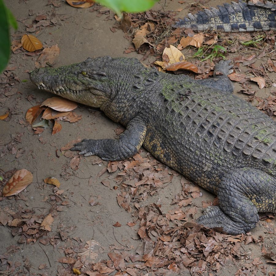 Crocodile