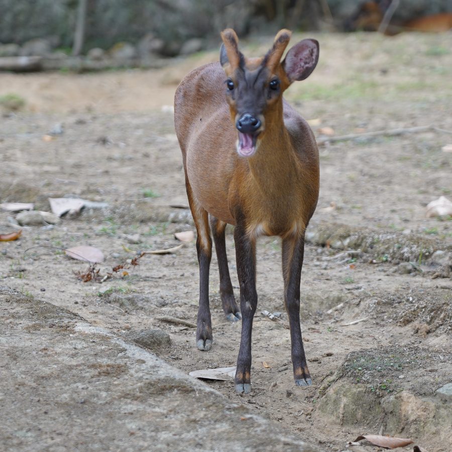 Barking deer