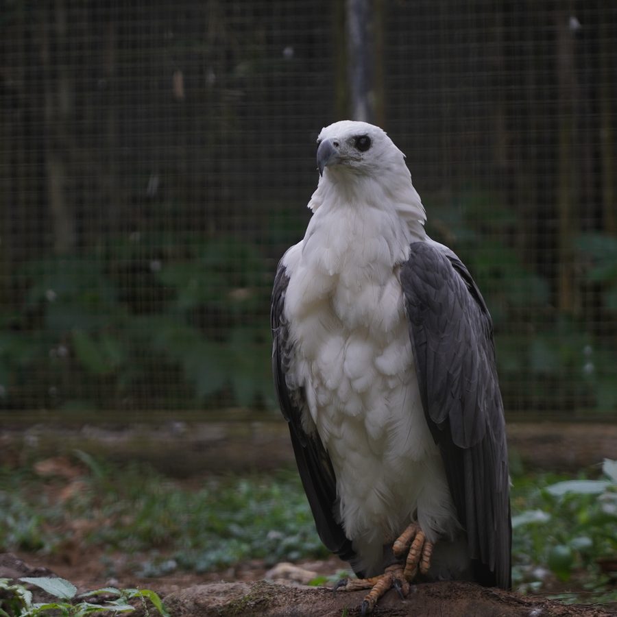 Eagle