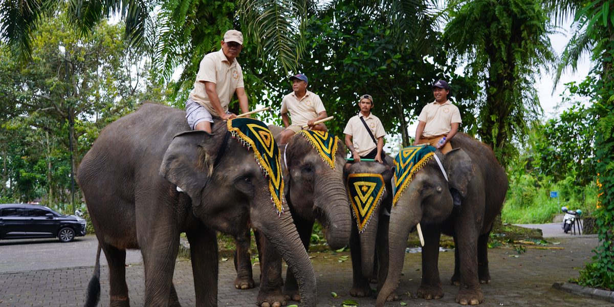 Elephant ride