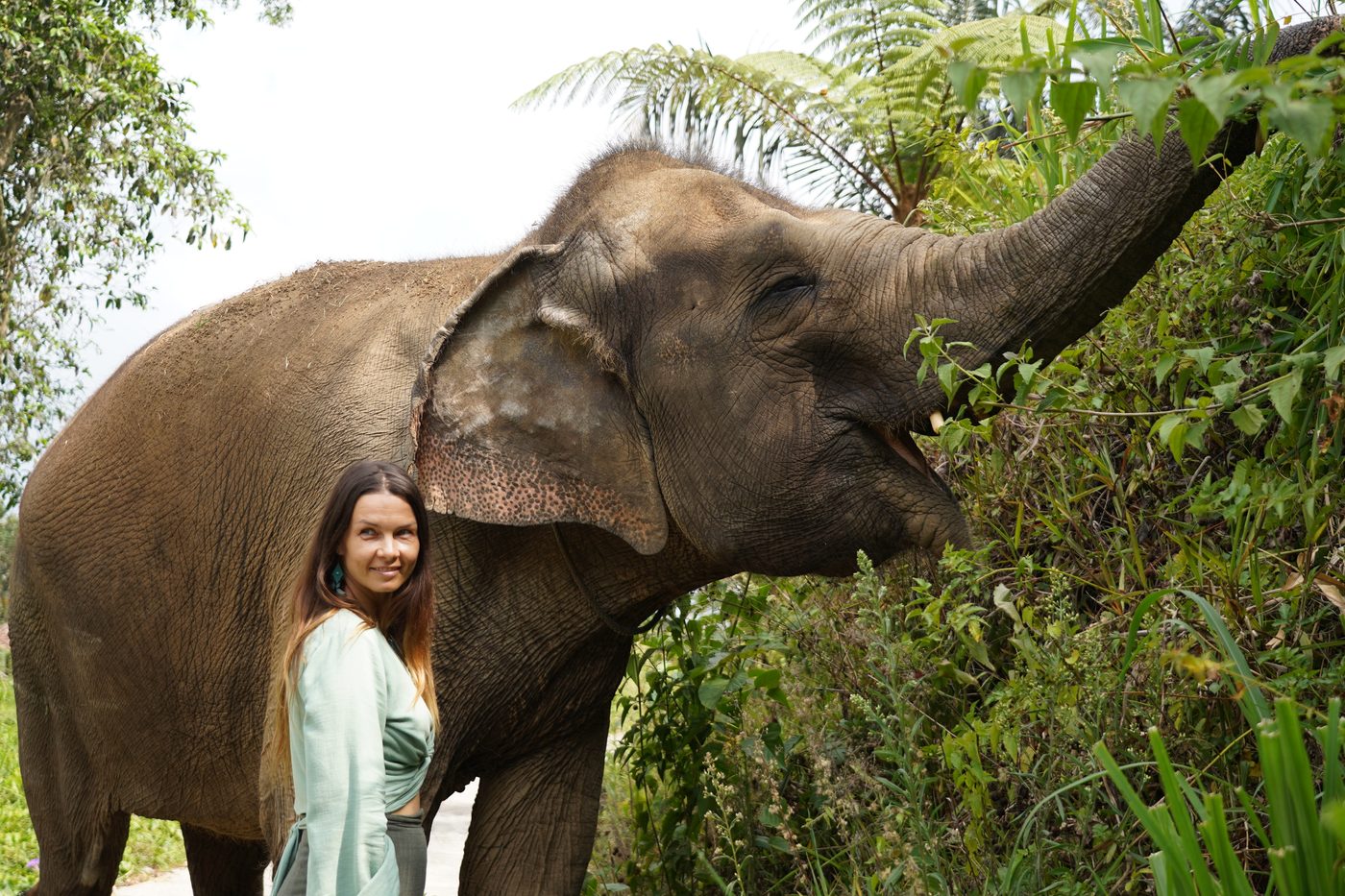 Sumatran elephants