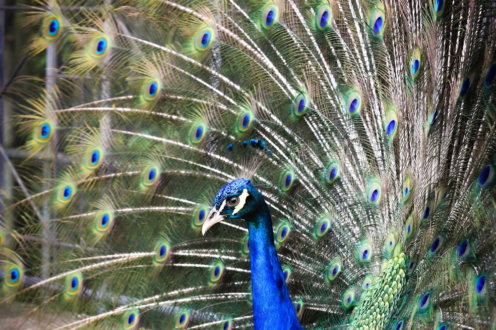 Flamingos and peacock