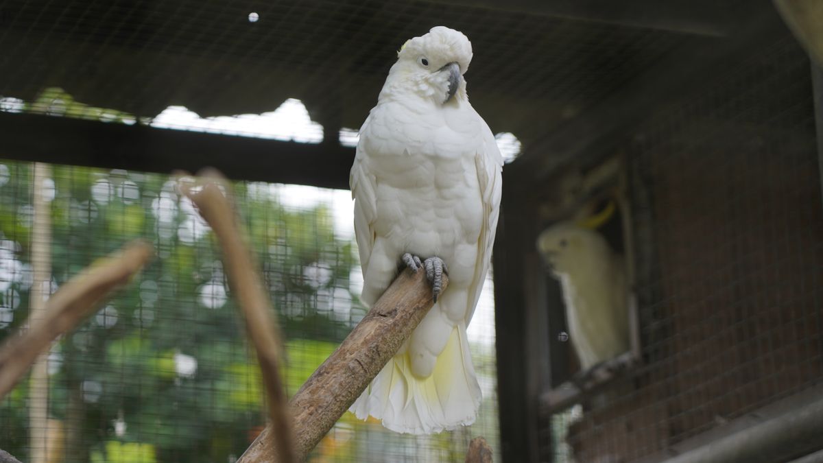 Tasta Zoo