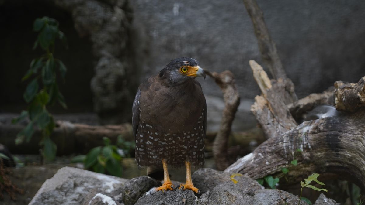 Tasta Zoo