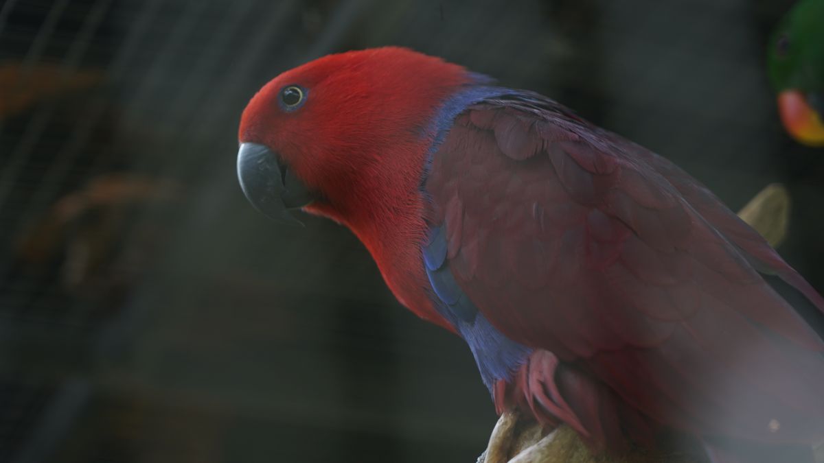 Tasta Zoo
