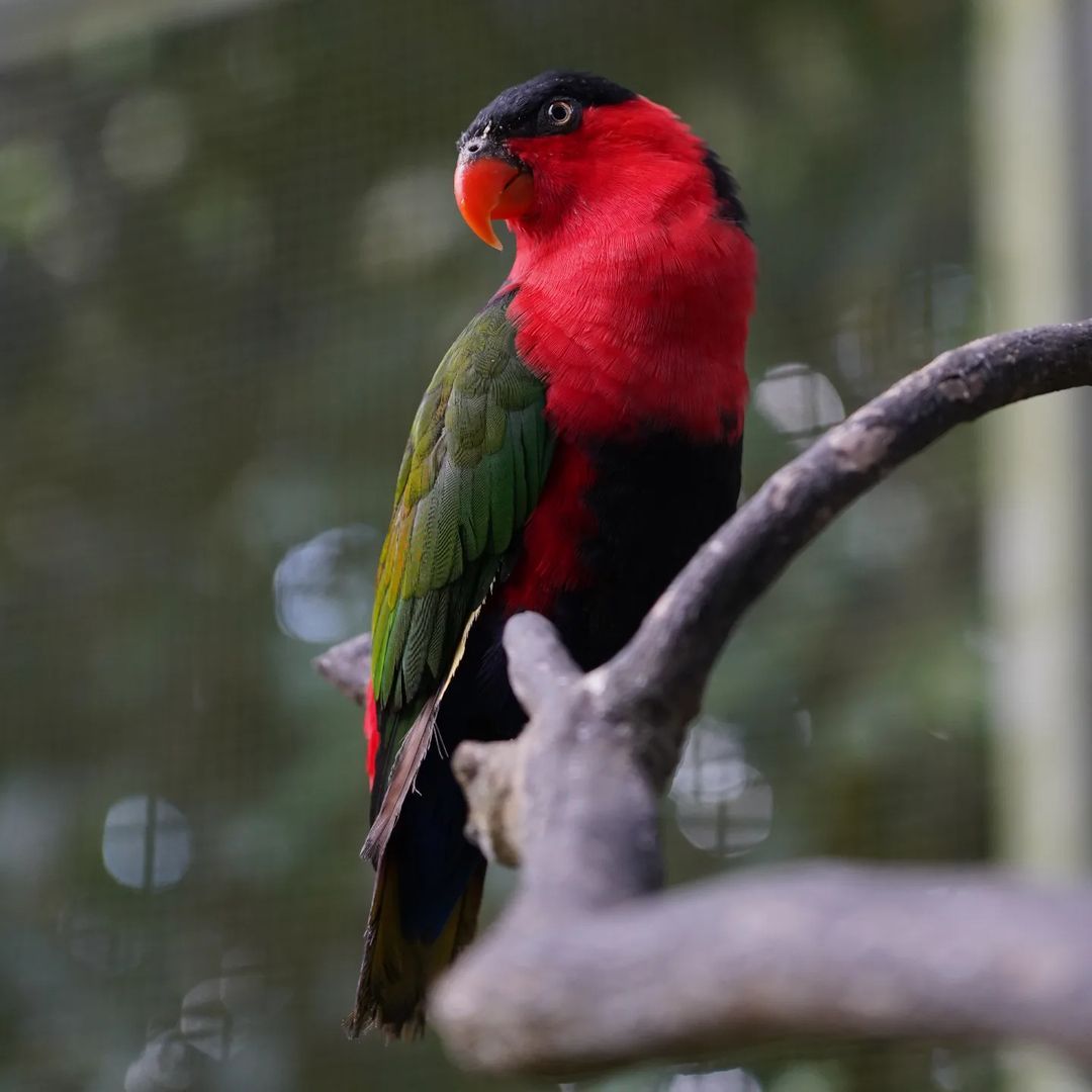 Tasta Zoo