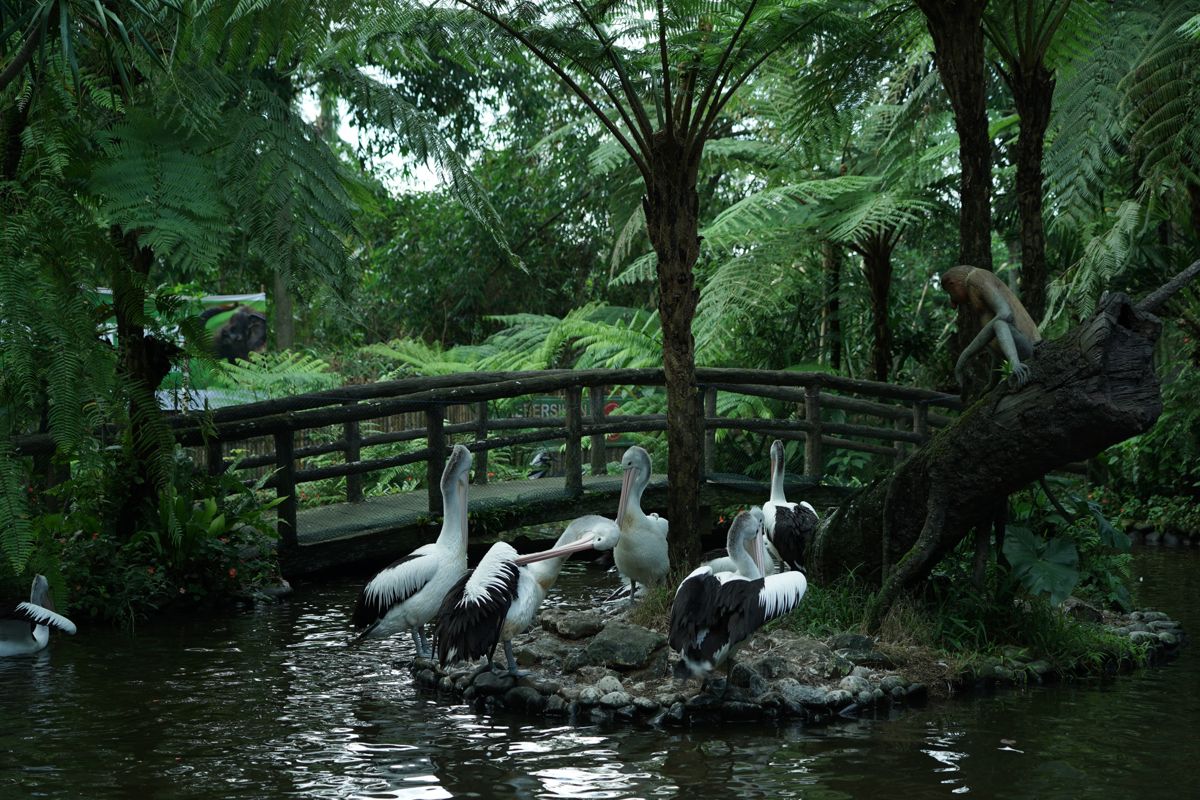 Tasta Zoo