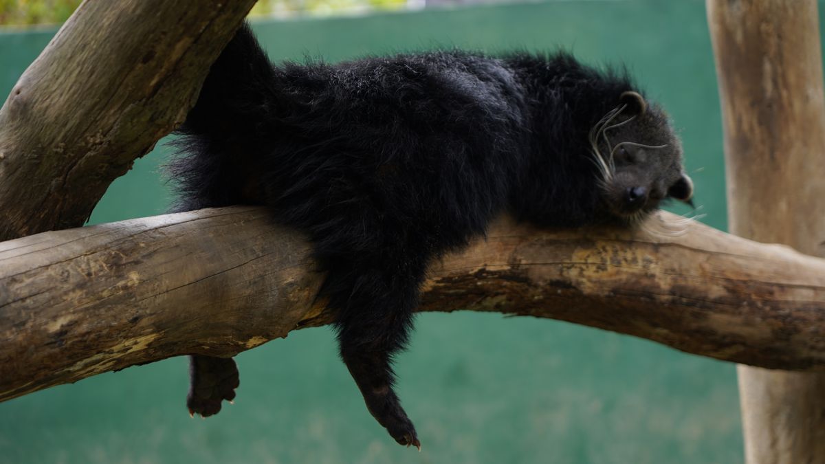 Tasta Zoo