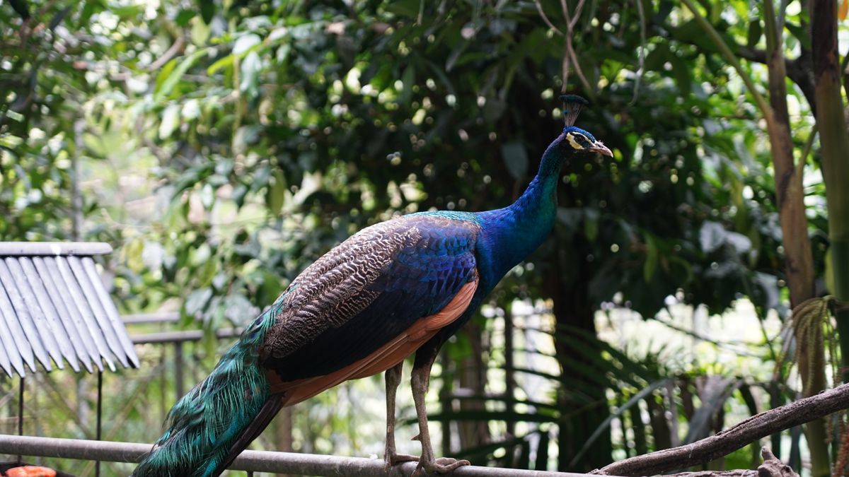 Tasta Zoo