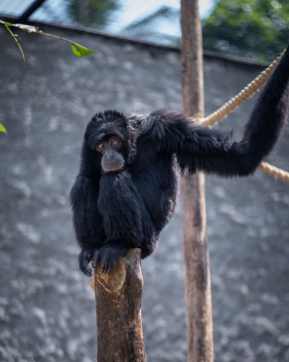 Tasta Zoo