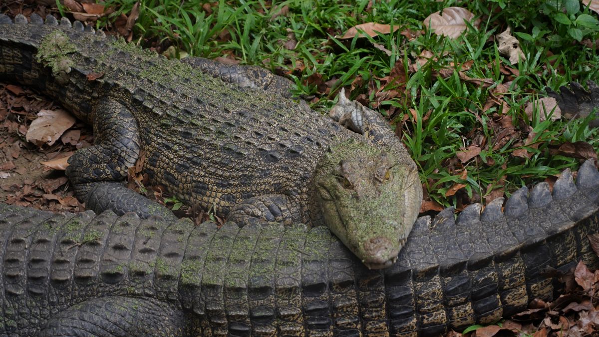 Tasta Zoo