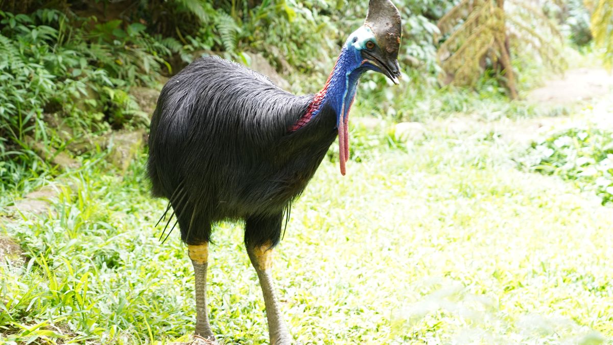 Tasta Zoo