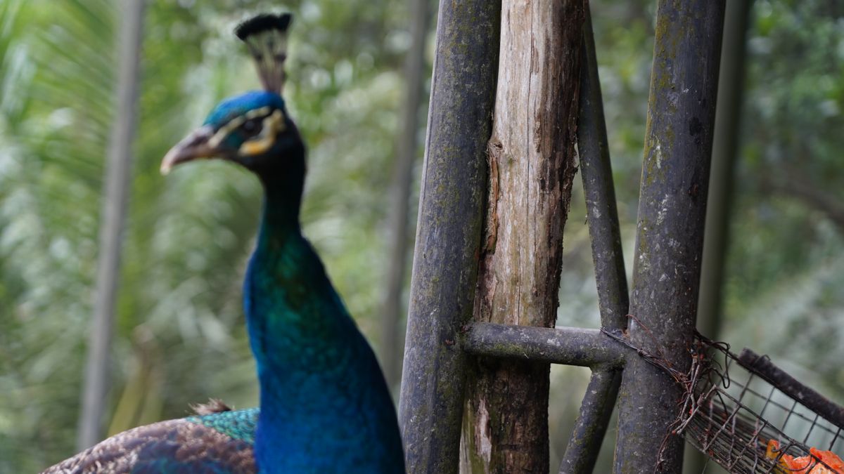Tasta Zoo