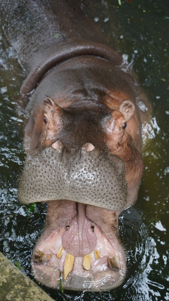 Tasta Zoo