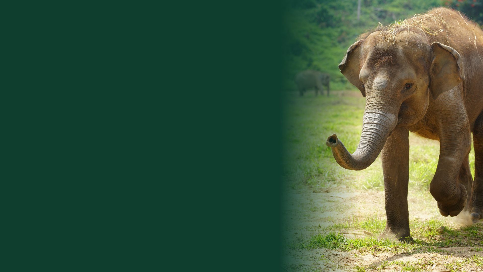 A guest gently touching an elephant at Tasta Zoo