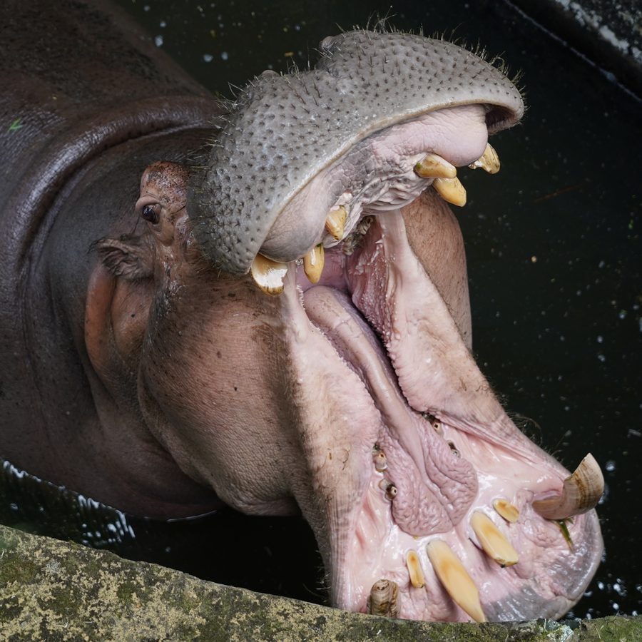 Hippo