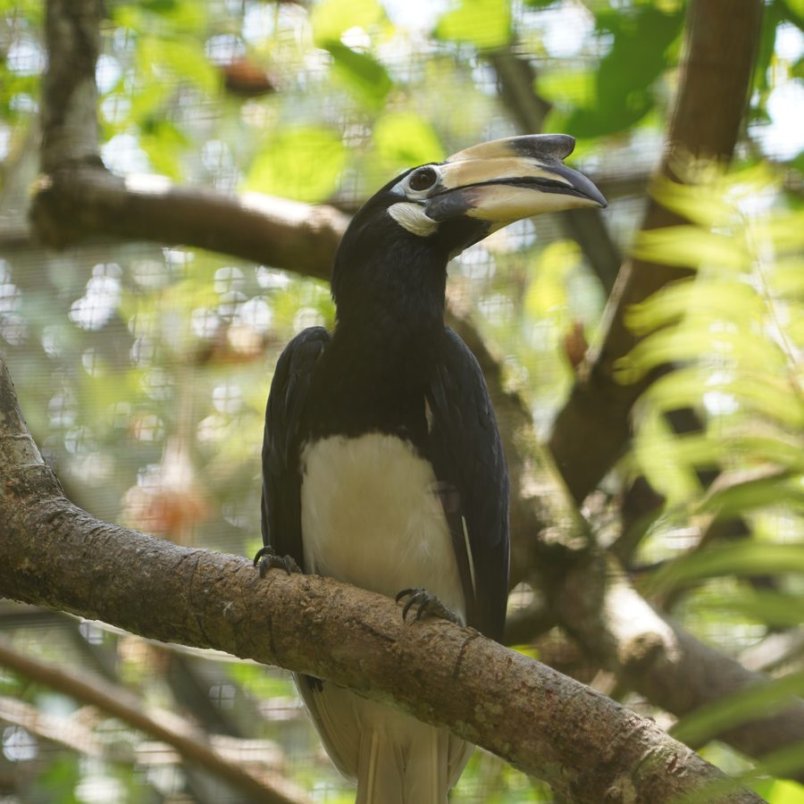 Hornbill