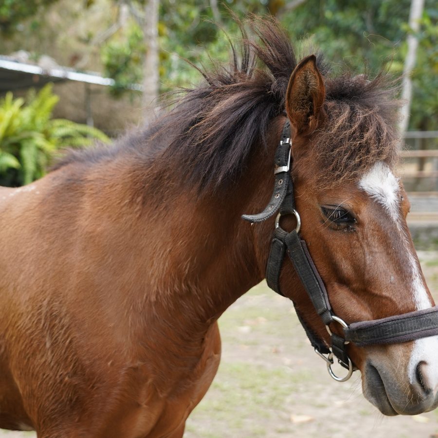 Horses and ponies