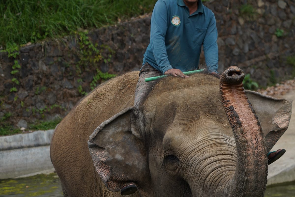 Keeper with an elephant at bath time