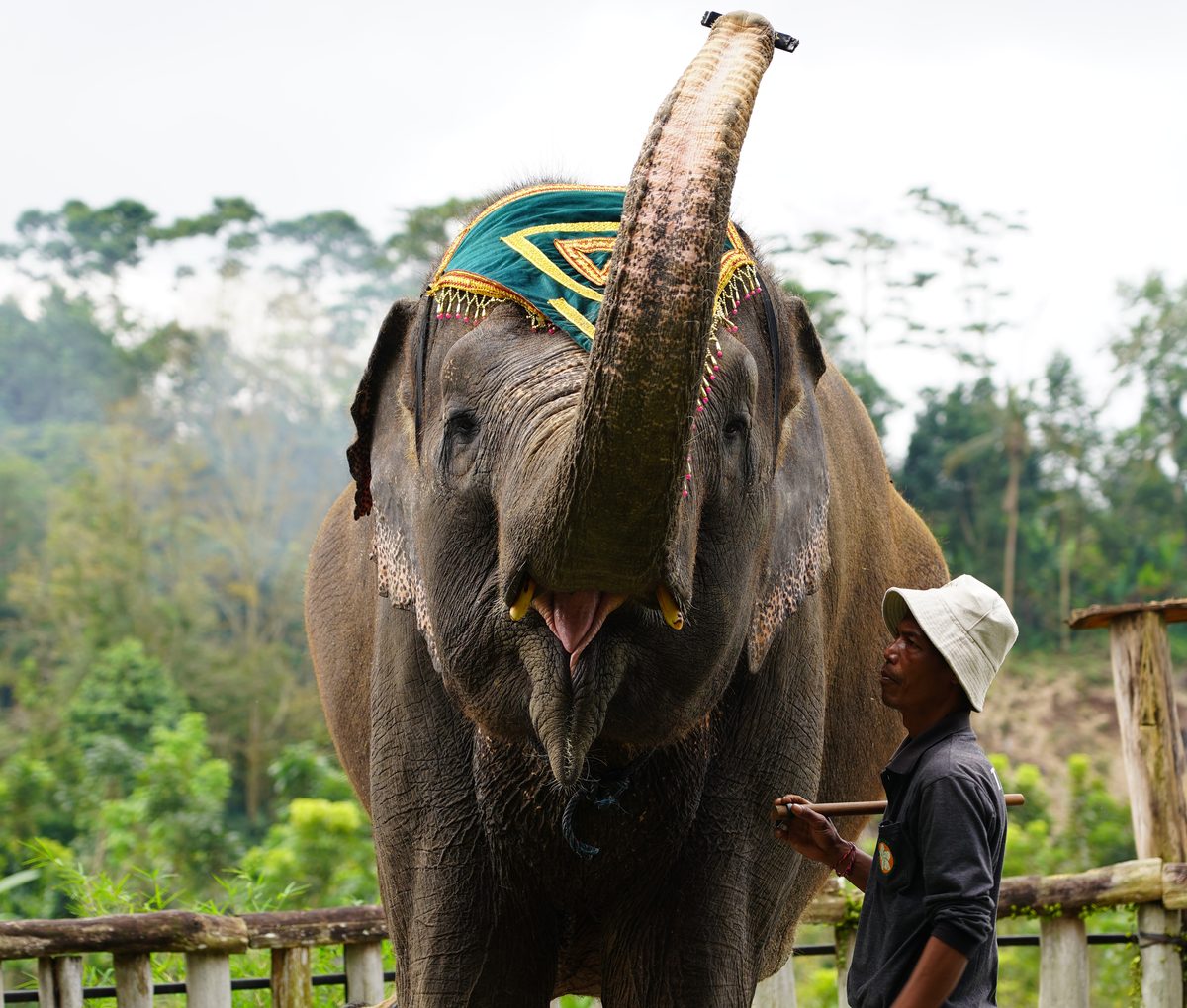 Keeper with an elephant at Tasta Zoo