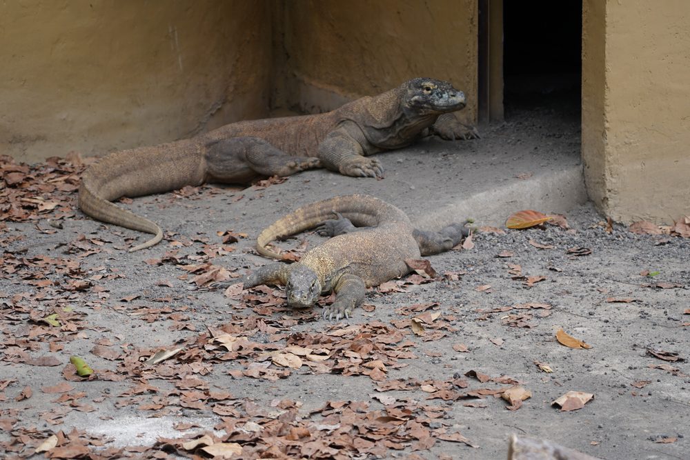 Komodo dragon