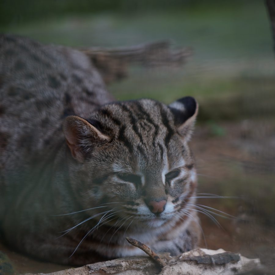 Leopard cat