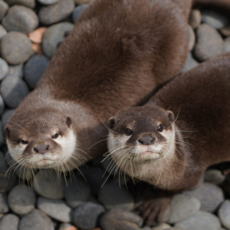 Otters