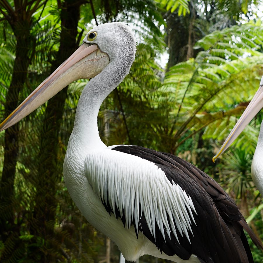 Pelicans