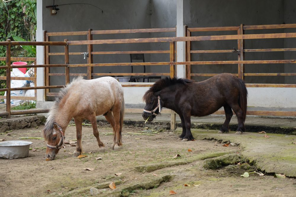 Pony and horse corner