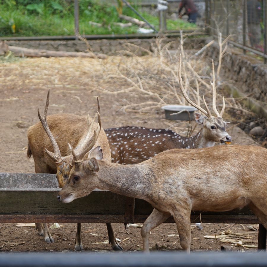 Deer at feeding time