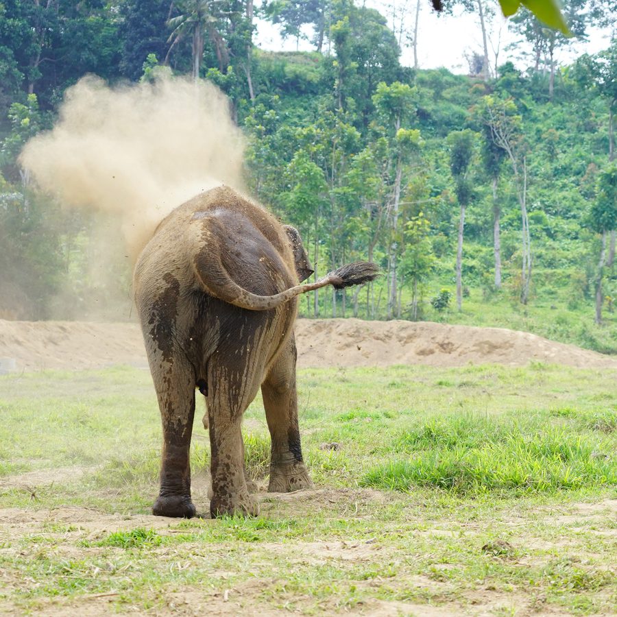 Dust bath in the field