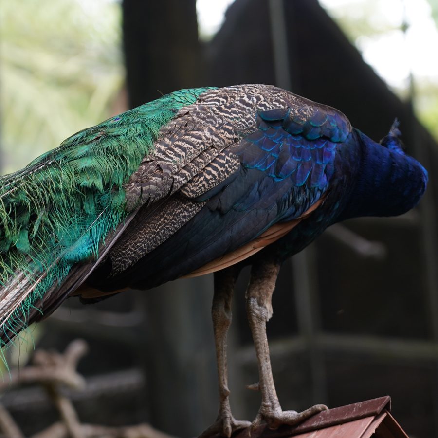 Peacocks