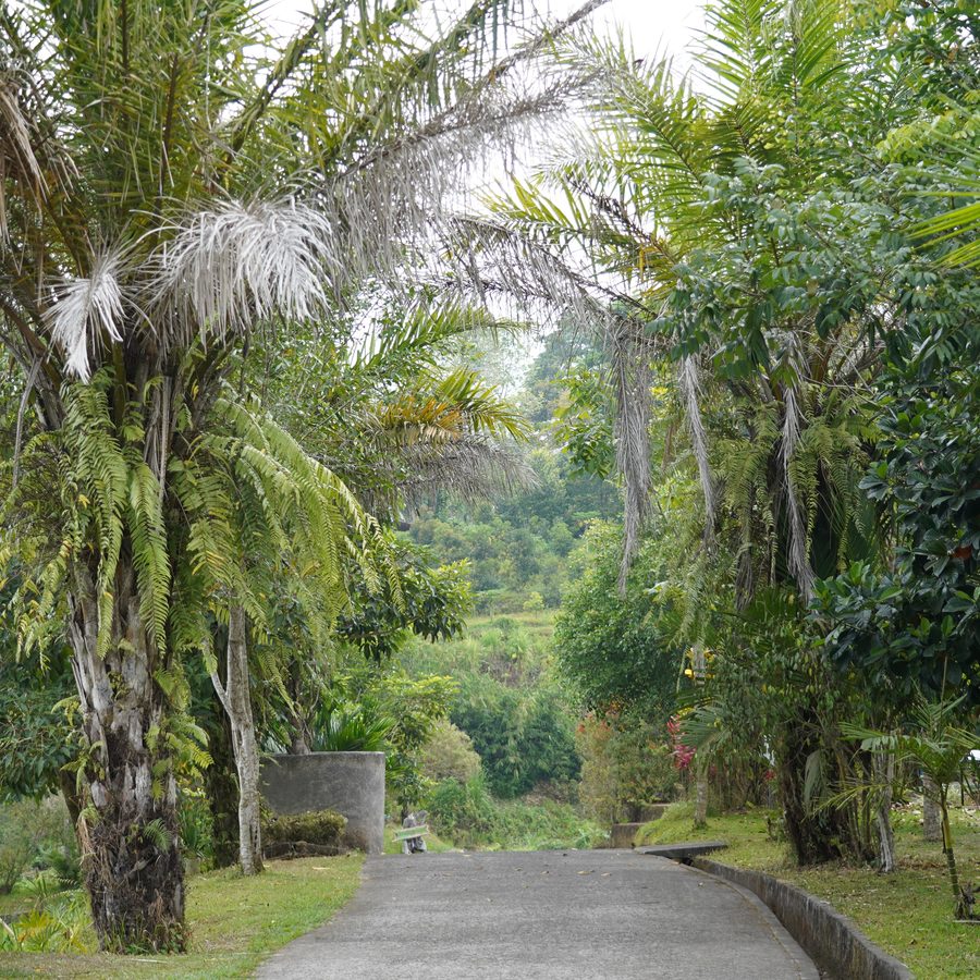 Shady paths