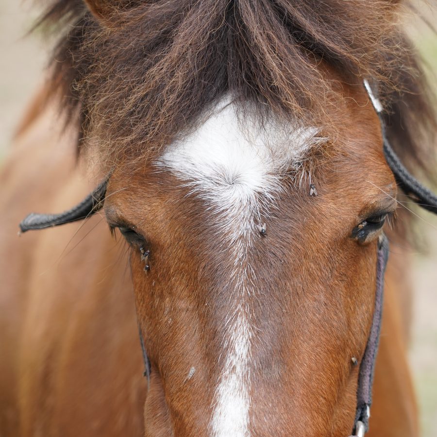 Ponies