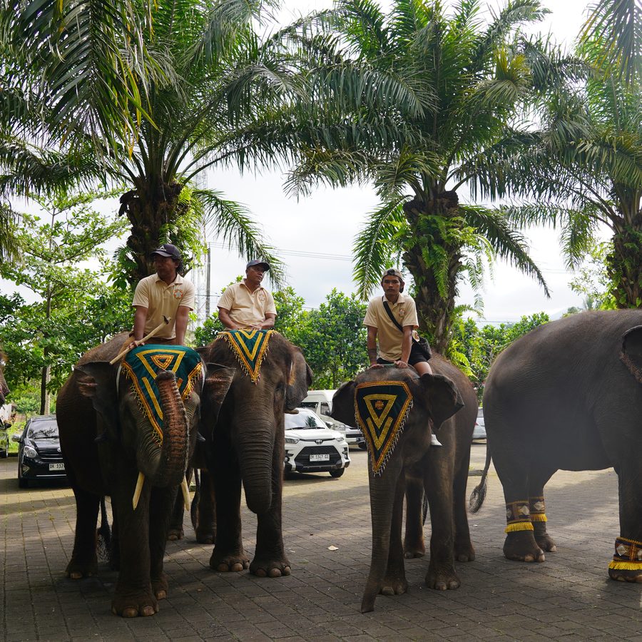 Walk with the mahouts