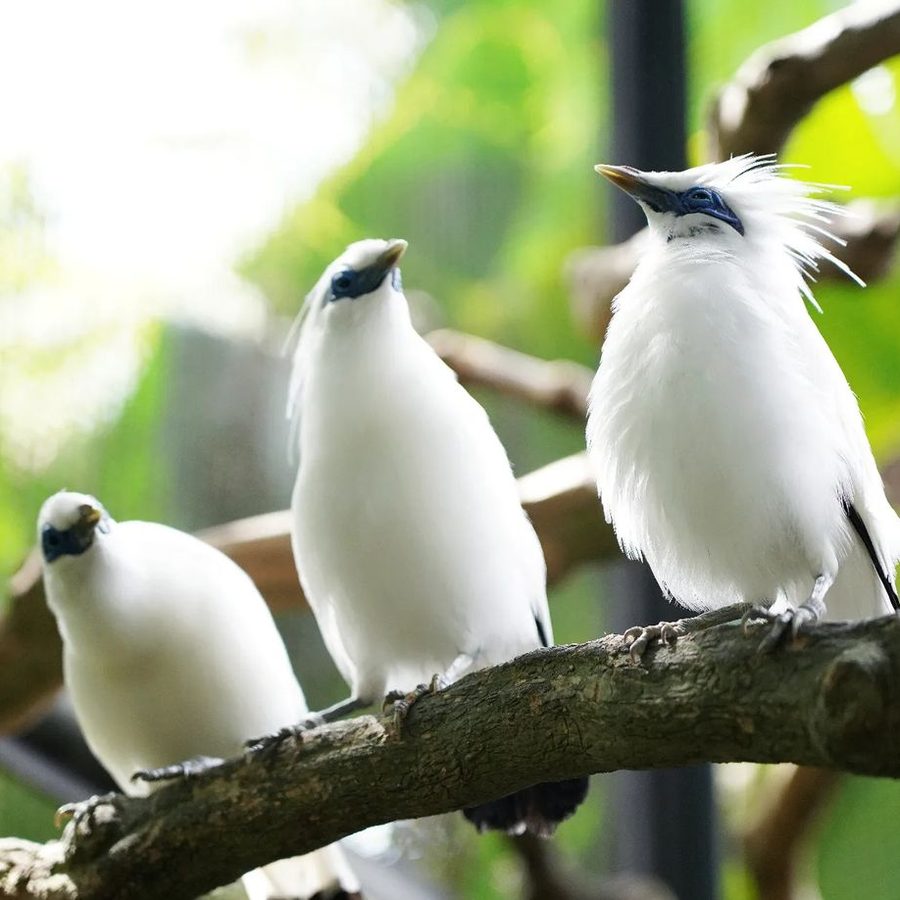 Bali starling