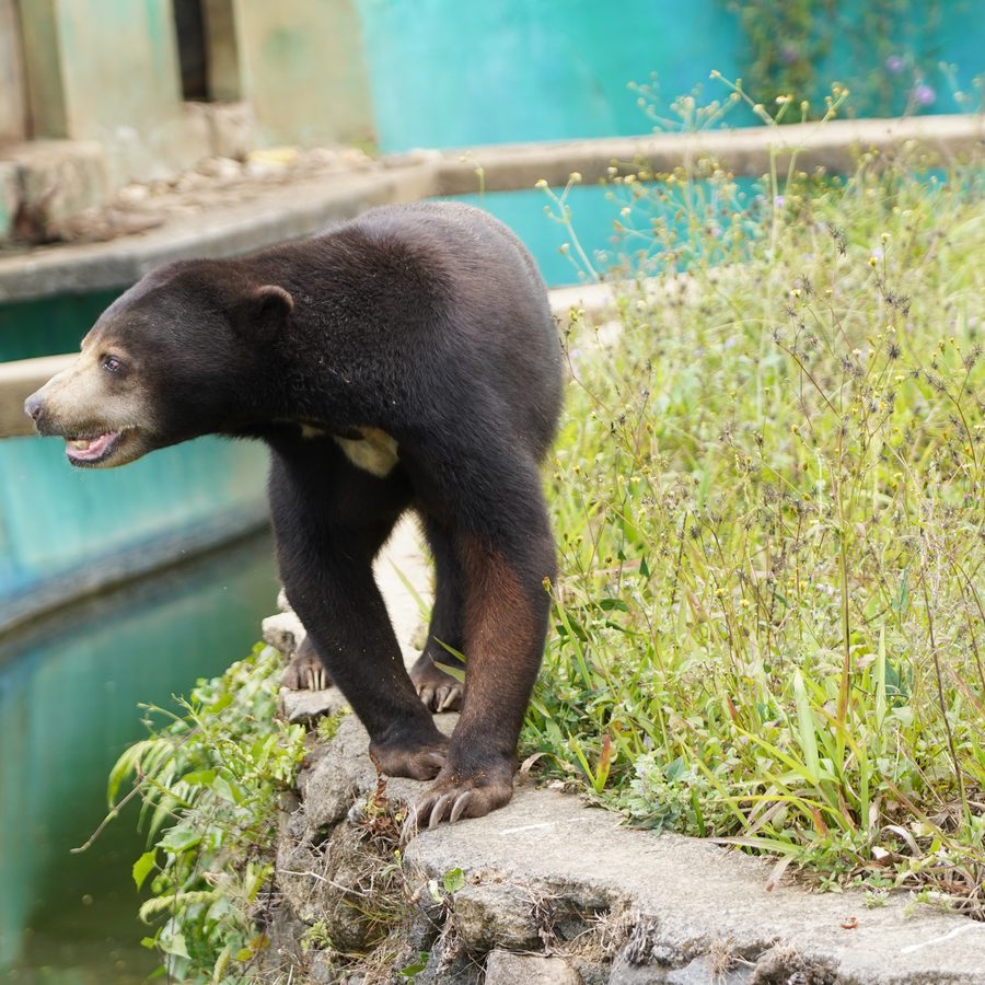 Sun bear